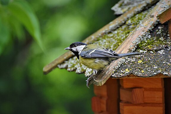 Vogel_Vogelhaus_Futterhaus_Meisi_tit-g758f83eed_1920.jpg 