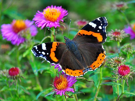 Schmetterling_blühwiese_insect-g3448226d0_1920.jpg 