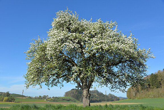 Apfelbaum__Obstbaum_apple-tree-g52df43e7a_1920.jpg 