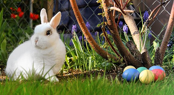Osterhase_weiß_Ostereiser_Garten_easter-2173193_1280.jpg