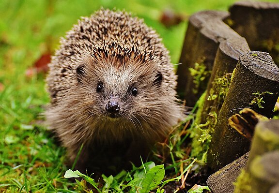 Igel_Garten_hedgehog-1759027_1280.jpg
