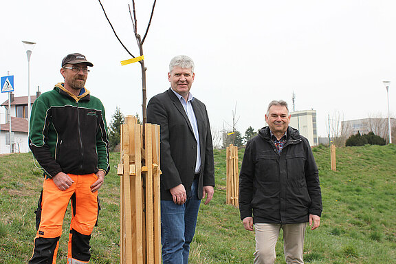 Stadtgärtner Erich Trimmel, Bürgermeister Josef Leitner und Bauamtsleiter Thomas Lichtenschopf stehen vor einem frisch gepflanzten Obstbaum auf der Böschung beim Parkplatz des Freizeitzentrums Wieselburg.