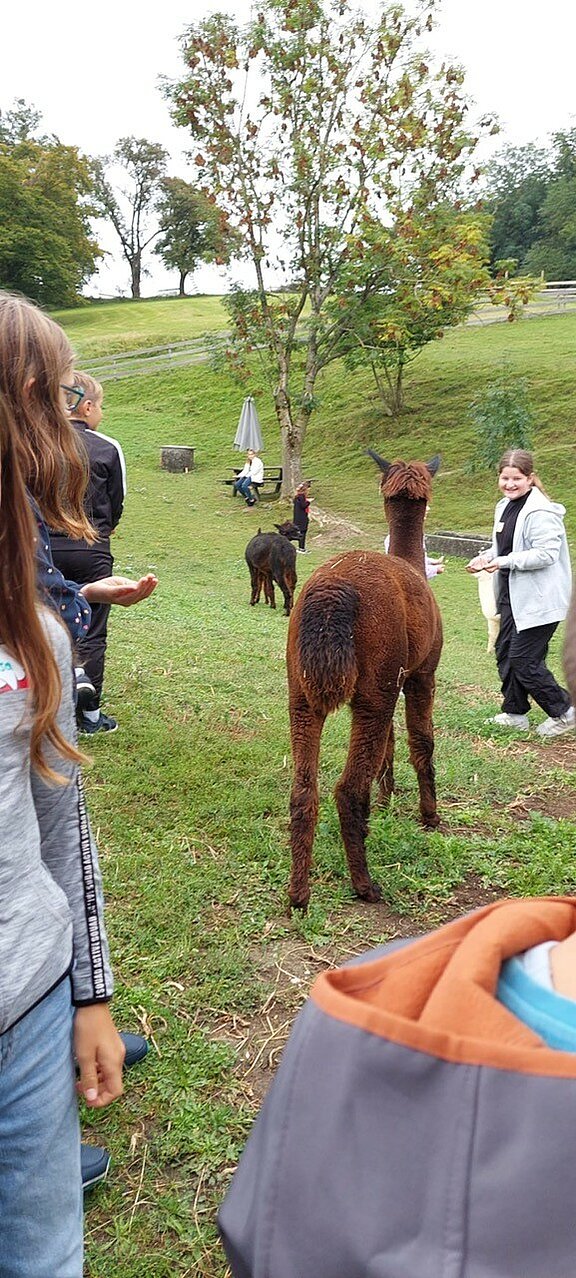 Alpakahof10.jpg